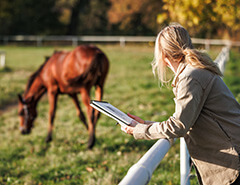 Painting horses