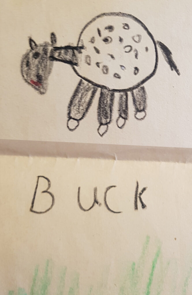 Buck