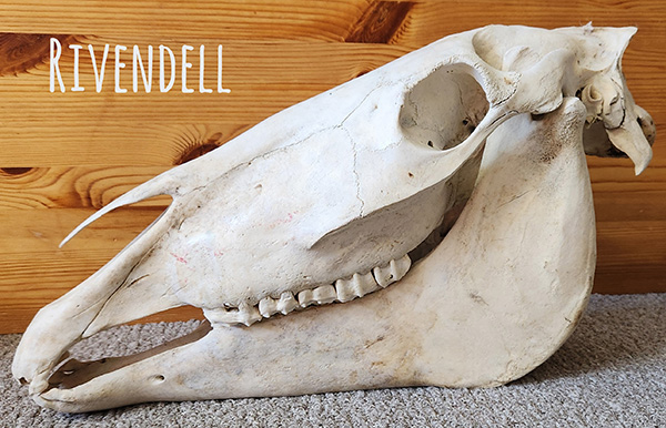 Rivendell Skull