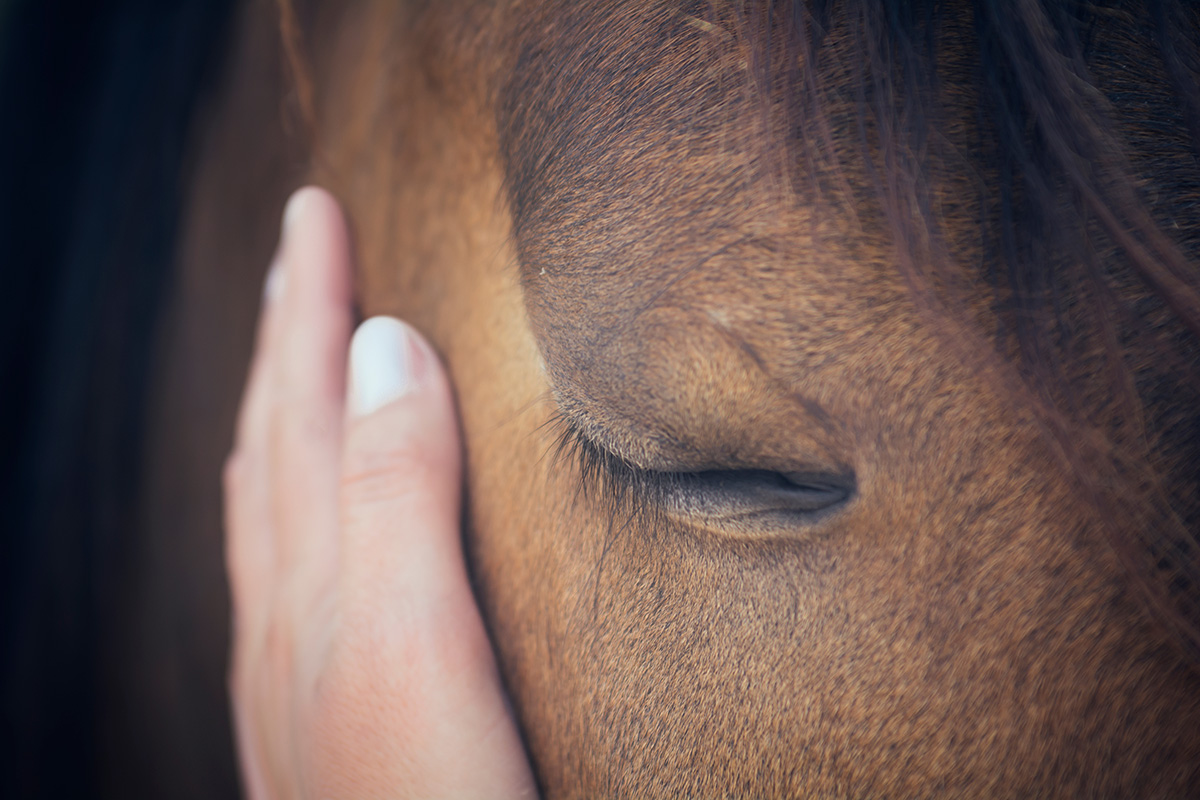 Mindfulness with horses