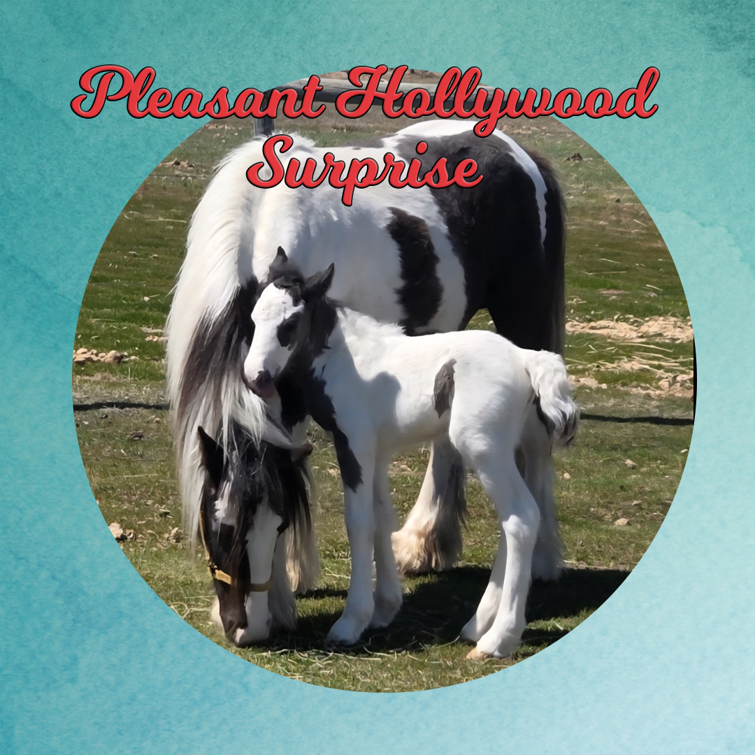 Pleasant Hollywood Surprise