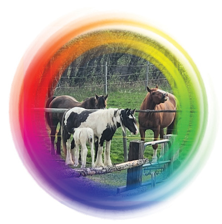 Horse Colour Wheel