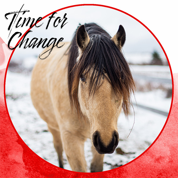 Horse Story - A Time for Change