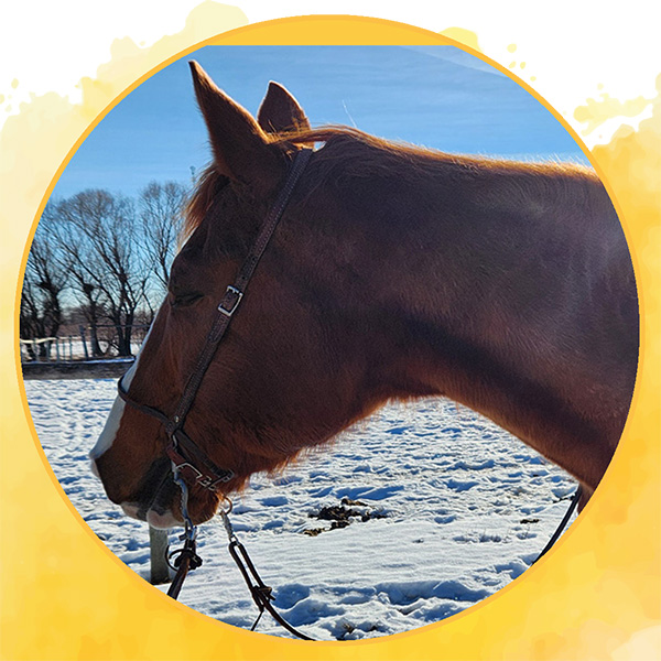 Horse Story - Embrace Change