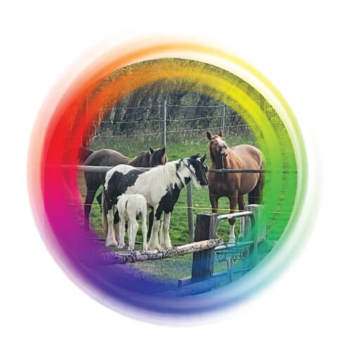Horses 101